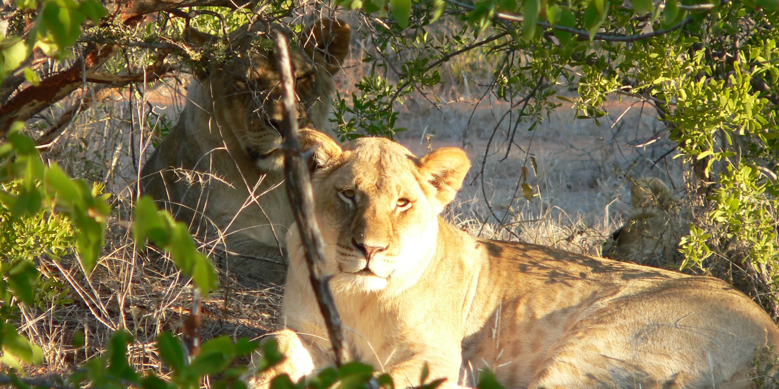 Lion en Afrique